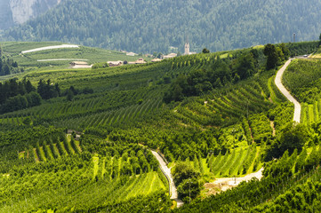 Naklejka premium Val di Non (Trento)