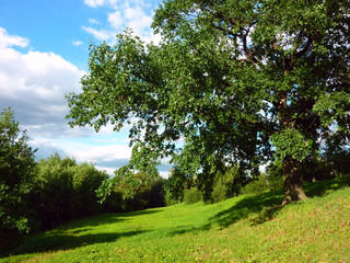 The tree on the hillside