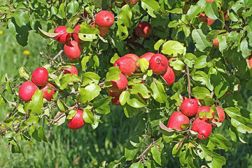 Red apples on apple tree branch