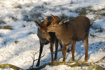 Rotwild,Winter, Red-deer