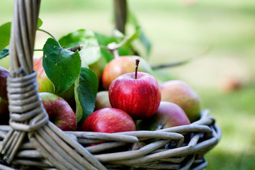 Apples in basket