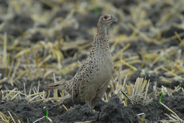 Fasan, Pheasant