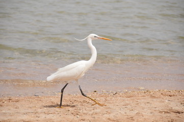 Stork on the Beach
