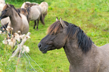 Naklejka na ściany i meble Horses near a fence in summer