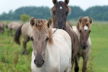 Horses looking at you in summer
