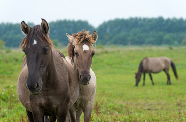Horses looking at you in summer © Naj
