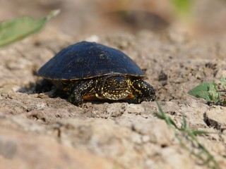 European pond turtle  (Emys orbicularis)