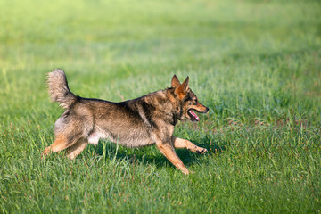 Dog running on the grass