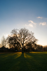 Fototapeta na wymiar Lone tree at sunset