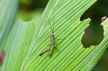 Grasshopper in rain forest