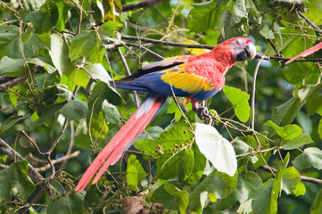 Scarlet macaw in rainforest