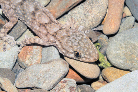 Cr&iacute;a de santarrostro