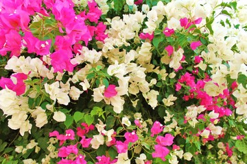 Bougainvillea - rot - weiß