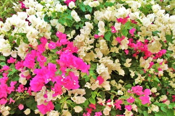 Bougainvillea - rot - weiß