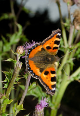 Obraz premium kleiner Fuchs, vertikal auf Disteln (Dämmerung)