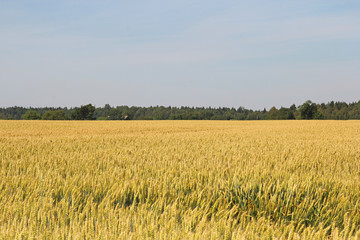 field of wheat