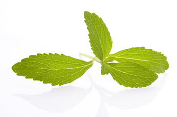 Stevia Rebaudiana leafs isolated on white background