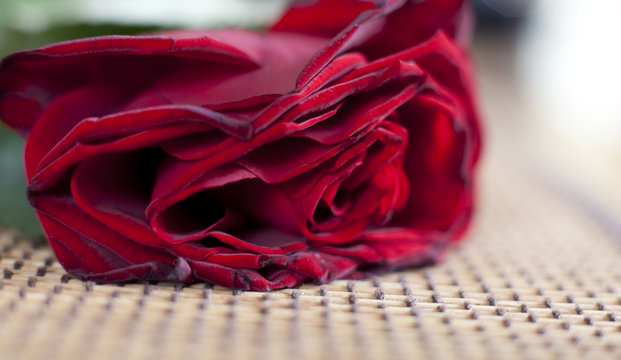 rose rouge fanée