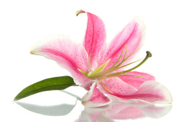 Fototapeta na wymiar beautiful pink lily, isolated on white