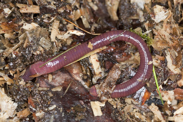 Rainworm in mould, macro photo