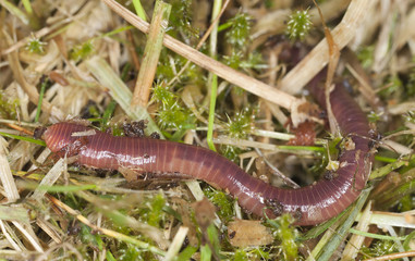 Rainworm among grass, macro photo