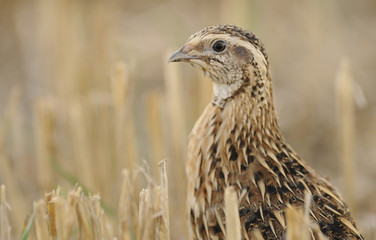 quail - 44242935