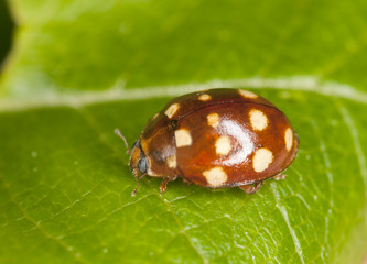 Ladybug sitting on leaf, extreme close-up
