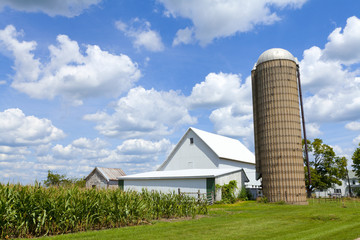 Fototapeta premium Farm With Corn Field