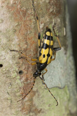 Long horn beetle (Rutpela maculata) macro photo