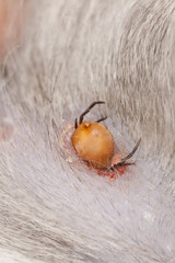 Tick feeding on cat, extreme close-up