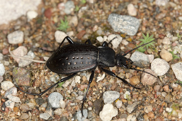 Ground beetle, Carabus hortensis, macro photo