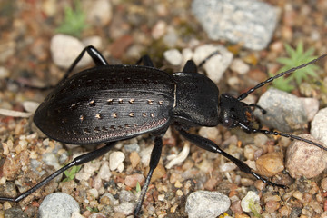 Ground beetle, Carabus hortensis, macro photo
