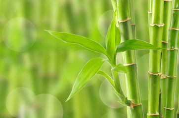 Obraz na płótnie Canvas bambus