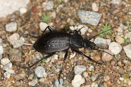 Ground beetle, Carabus hortensis, macro photo