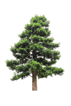 podocarpus