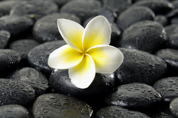Fototapeta na wymiar frangipani on black peddles in water drops as background