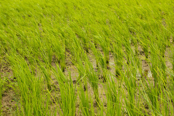 Rice field
