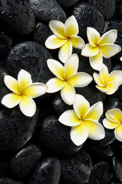 Still life with Set of frangipani on black peddles