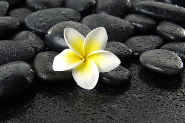 Fototapeta na wymiar Jasne frangipani na mokrych czarnych peddles
