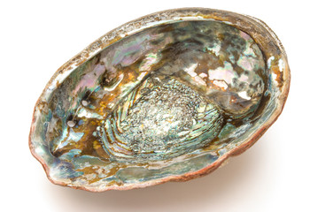 abalone shell inside with clipping path