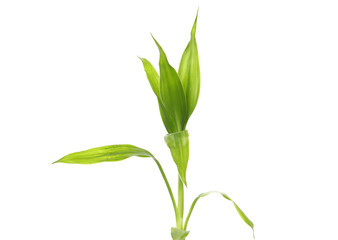 Bright Green bamboo sprout Isolated