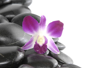 Close up of beautiful purple orchids on massage stones