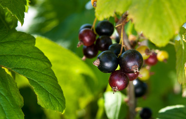 currant in garden