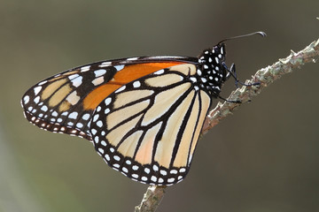 Monarch Butterfly (Danaus plexippus) Perched on a Twig - Ontario, Canada