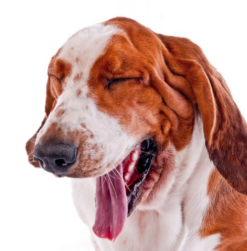 basset hound en train de bailler