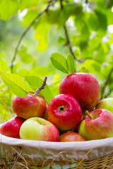 Ripe apples in the basket