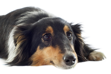 shetland dog