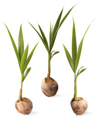 Sprout of coconut tree, on white background.