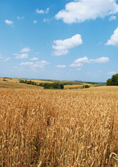 Naklejka premium Wheat field and blue sky