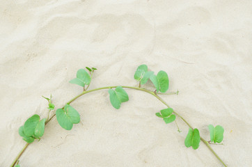 plant and leaf on the sand